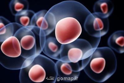 نقش سلول های بنیادی در درمان سرطان