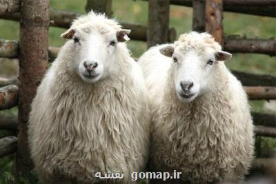 بررسی تغییرات ژنومیكی و ساختار جمعیتی گوسفندان ایران