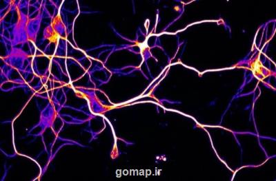 ابداع روشی نوین برای بهبود اعصاب لطمه دیده