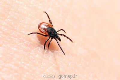 مقابله با بیماری های التهابی با بزاق کنه!