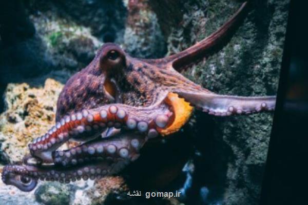 مغز اختاپوس با انسان از آنچه تصور می شد شبیه تر است