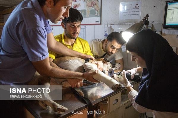 اعتراض برخی از دانشجویان دامپزشکی دانشگاه آزاد