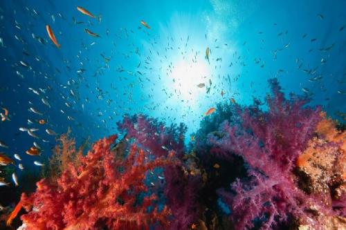 دورهمی علمی پژوهشگران اقیانوس شناسی در روز جهانی پهنه های آبی تنظیم گر کره زمین