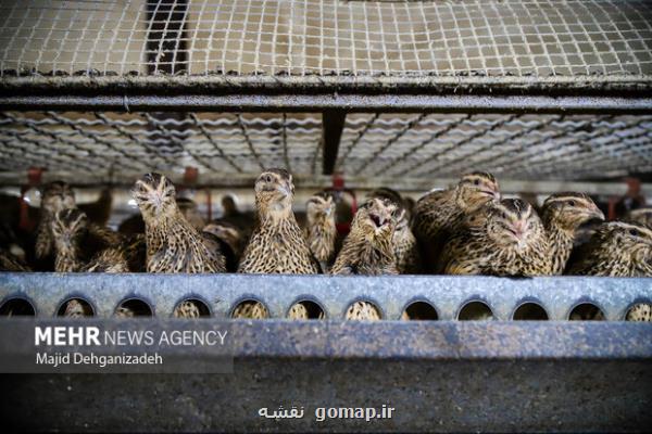 راهکار بومی برای چالش های تغذیه دام و طیور با فناوری نانو