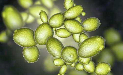 مخمر از تنش های مریخ جان سالم به در برد