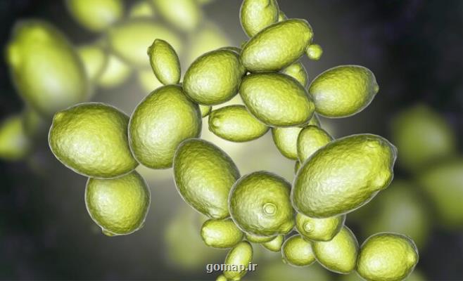 مخمر از تنش های مریخ جان سالم به در برد مخمر از تنش های مریخ جان سالم به در برد