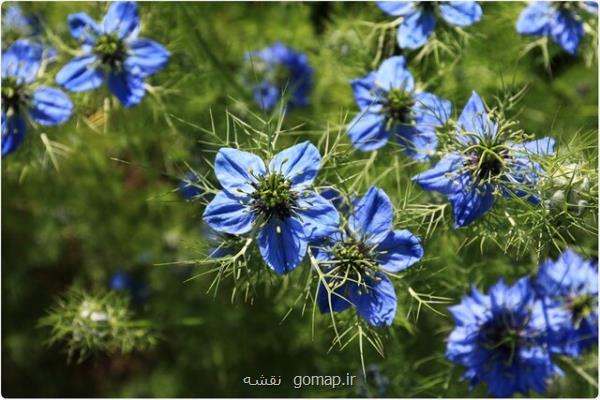 عسل و سیاه دانه درمانی احتمالی برای بیماران مبتلا به كووید-19